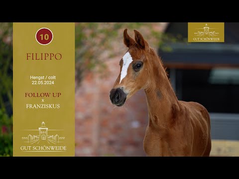 1. Gut Schönweide ONLIVE Fohlenauktion Lot 10 Filippo Hengst v. Follow up - Franziskus