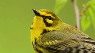 Prairie Warbler Portrait
