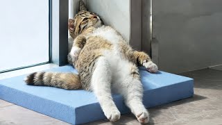 When God Sends You the Funniest Cat on Earth 😂 Funny Cat Videos 2026