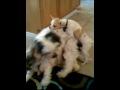A Doggy Orgy