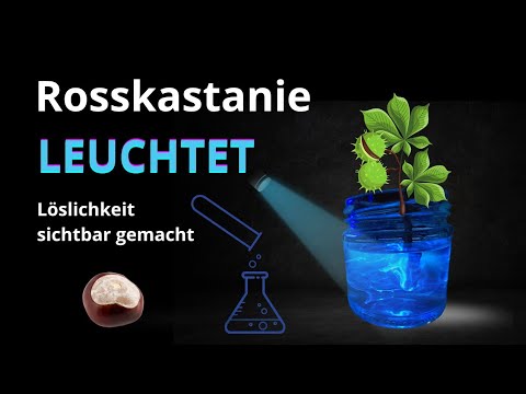 Warum die Rosskastanie im Dunkeln leuchtet 🌰✨