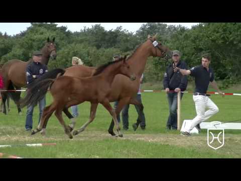 NF206 Stutfohlen von Adagio de Talma - Larimar - Candillo