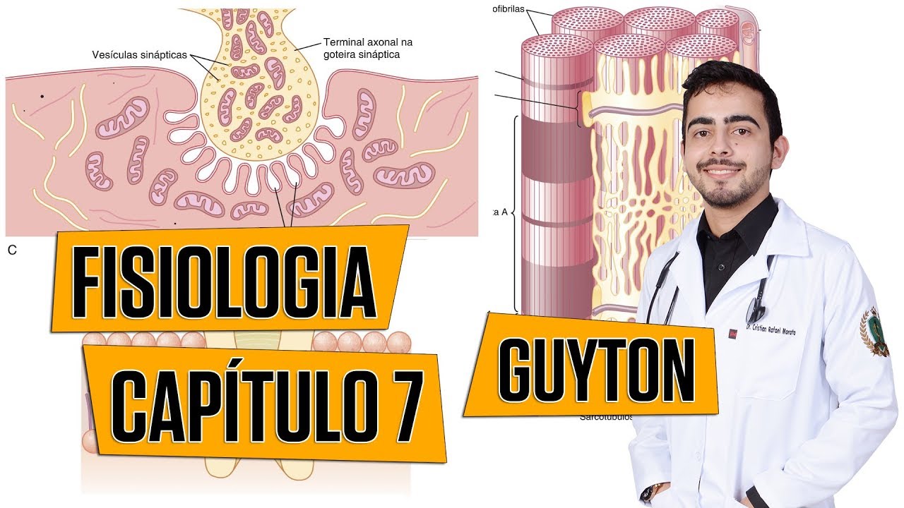 Fisiologia - Excitação do Músculo Esquelético: Transmissão Neuromuscular (Capítulo 7) │ Guyton