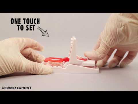 The Big Cheese Trap Bait