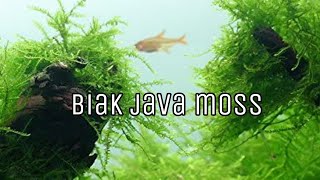 Download lagu cara biak java moss mp3 Download lagu cara biak java moss mp3