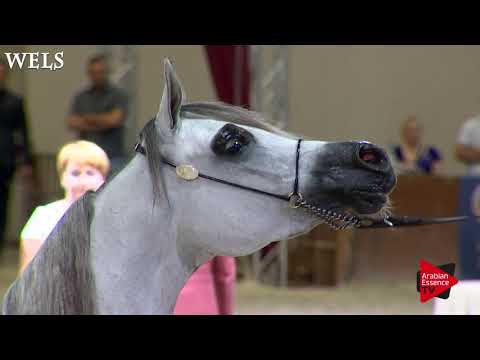 Wels 2017 - International Senior Mares Championship