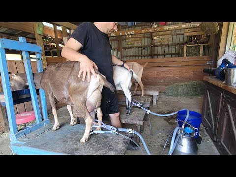 , title : 'Milking Goats Made Easy: How to Use a Milking Machine for Beginners'