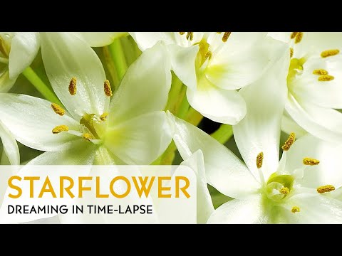 Starflower / Star-of-Bethlehem - Daily Time-lapse Clip