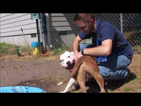 Zeus, an adopted American Staffordshire Terrier Mix in Longview, WA_image-1