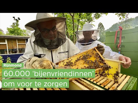 💕🐝| Oekraïense imker krijgt in Rotterdam 60 duizend bijen