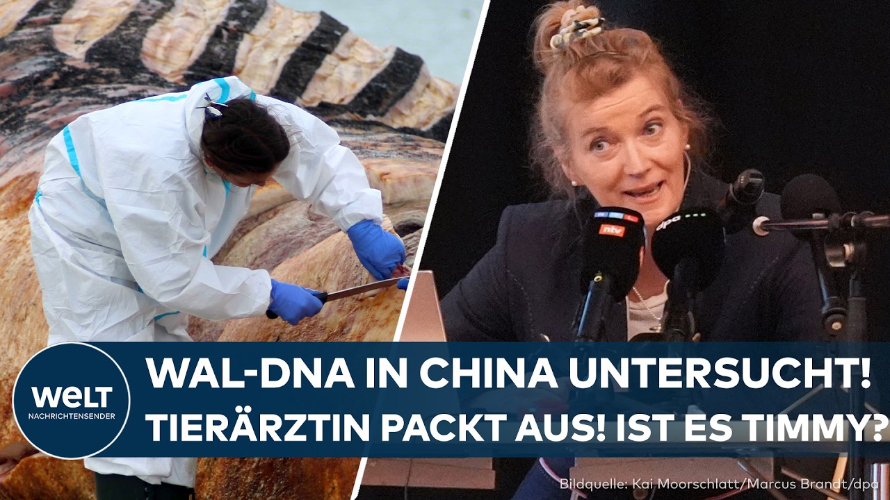 RÄTSEL UM TIMMY: Bizarre Pressekonferenz! Tierärztin packt aus – Das ist mit der Wal-DNA passiert