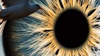 Terry Callier  |  Dancing Girl