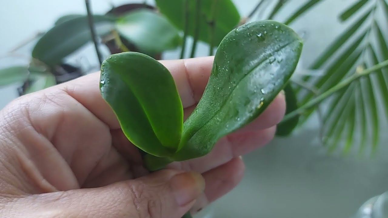 FAÇA MUDAS COM AS HASTES FLORAIS DA ORQUÍDEA PHALAENOPSIS