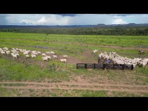 Novilhas da Fazenda Rio Vermelho em Recursolandia no Tocantins