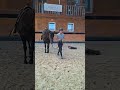N' Joy, Superbe Quarter Horse Mâle