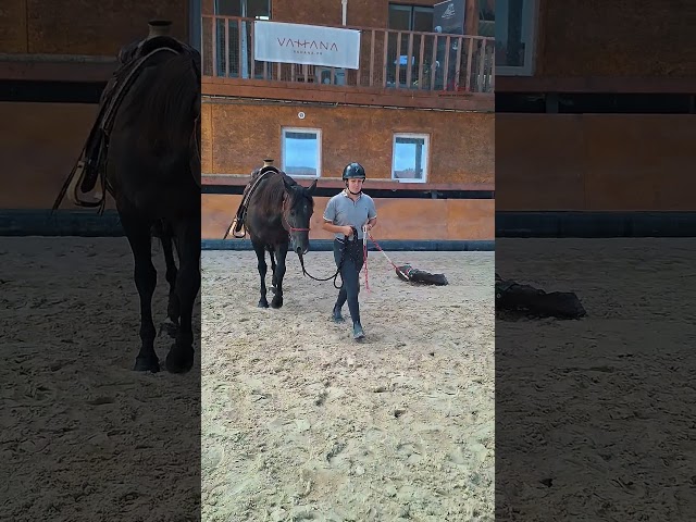 N' Joy, Superbe Quarter Horse M&acirc;le