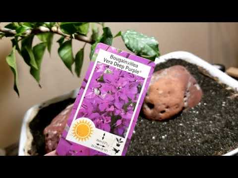 Updates and Introductions