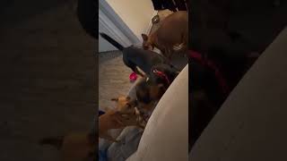 Video preview image #1 Beagle Puppy For Sale in Dunnellon, FL, USA