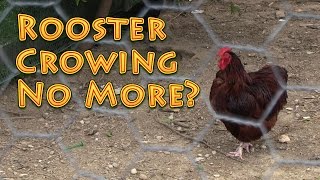 Rooster Crowing No More