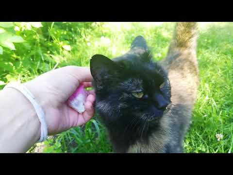 Dabas Pētnieki  - Vai džungļos dzīvo kaķi?