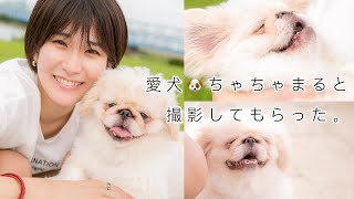 愛犬と撮影してもらった【ペキニーズ×マルチーズ】ちゃちゃまる