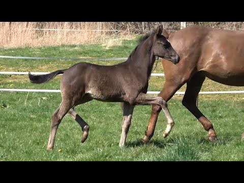 *2022 Hengst von Zauberlehrling - Royal Dance SOLD!!!