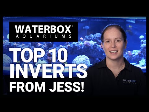 Top 10 Inverts For Your Marine Aquarium