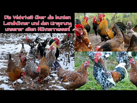, title : 'Die Wahrheit über die bunten Landhühner und der Ursprung der alten Hühnerrassen in Mitteleuropa'