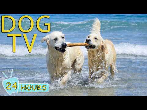 DOG TV: Videos Anti-Anxiety & Prevent Boredom for Dogs to Watch Home Alone All Day - Music for Dogs