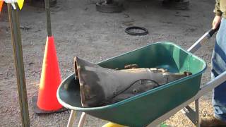 Ewe Pullet Harvest Day October 22nd 2011 Video 3