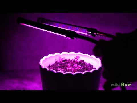 Can LED Lights Grow Plants? Regular LED Lights vs. Grow Lights