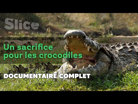 Les crocodiles sacrés de Madagascar | SLICE