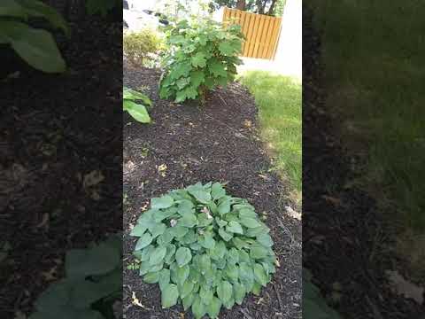 THE SUN IS OUR LIGHT