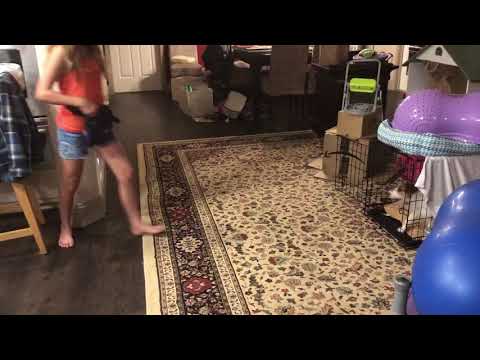 Daisy and Rayelle 1-4 AKC Novice Tricks