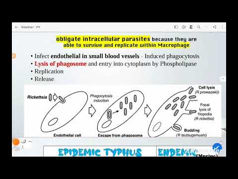 CBL1, Micro: Rikettsial diseases Q fever ,ibl module