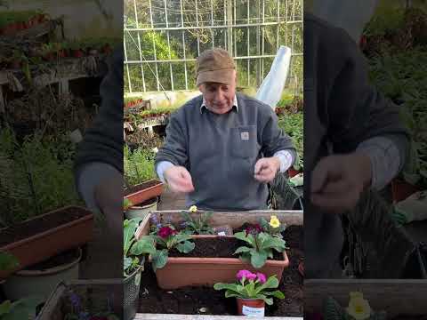 Spring flowers for pots and containers WEBSHOP https://pergolanurseries.ecwid.com