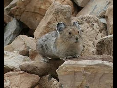 The Rare and Elusive Pika(full documentary)HD
