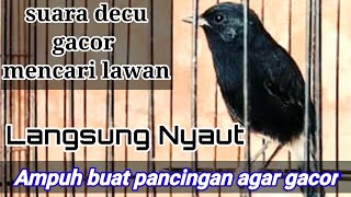 Download lagu Bird Saxicola caprata singing mp3