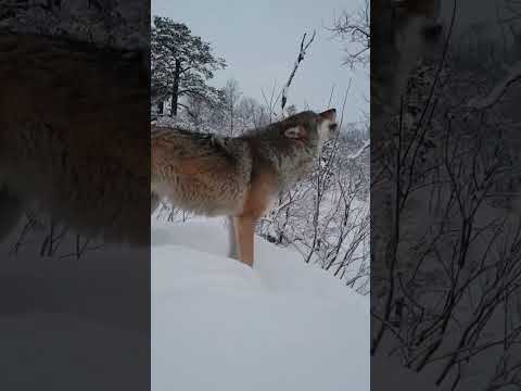 A beautiful wolf howling 😍😁❤️