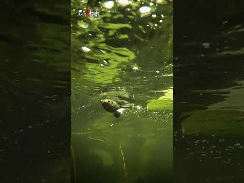 SPRO Essential Series Flappin Frog 65 Underwater  #youtubeshorts #frogfishing