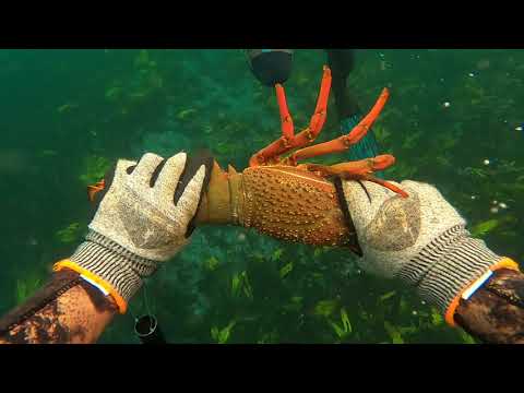 Spearfishing Sydney // lobster, cownose ray, bull ray