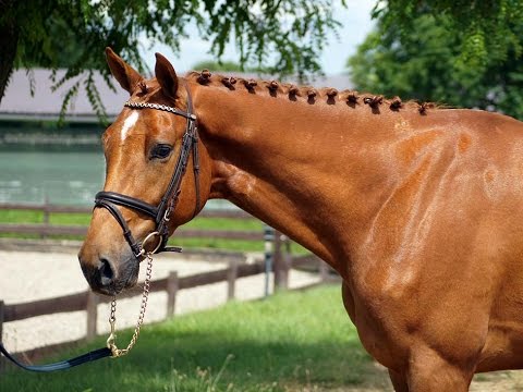 Interesant, 3y old Zavall (Casall ASK) x Goodtimes