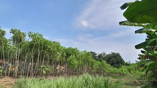 Download lagu hoby kicau burung pikat di kebon mp3 Download lagu hoby kicau burung pikat di kebon mp3