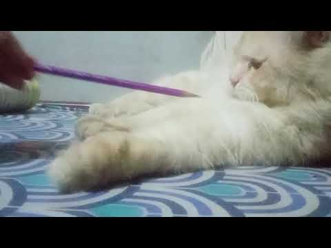 How to play with your cat/cat lovers