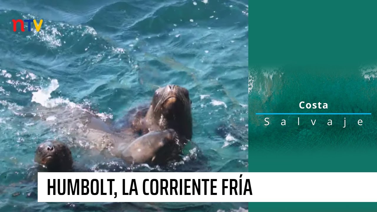 Humbolt, la corriente fría | Costa salvaje - T1E1