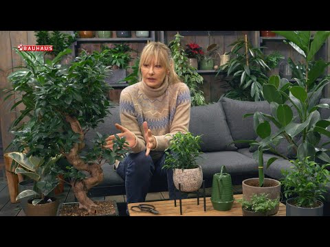 Škola vrtlarstva - fikusi