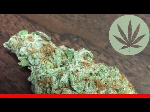 White Og - All About This Strain