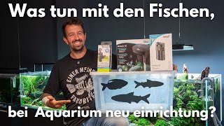 Was tun mit den Fischen, wenn man sein Aquarium neu einrichtet?