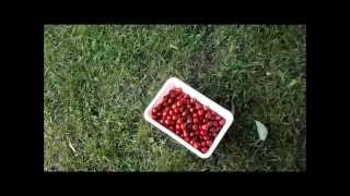 Tips for Picking Cherries off large trees June 2014