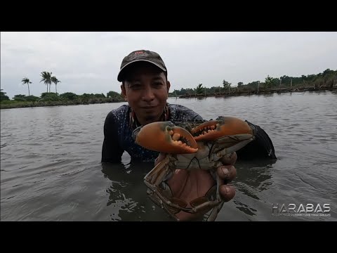 EP716-P1 - Pangangapa ng Alimango at Sugpo sa Palaisdaan | Occ. Mindoro